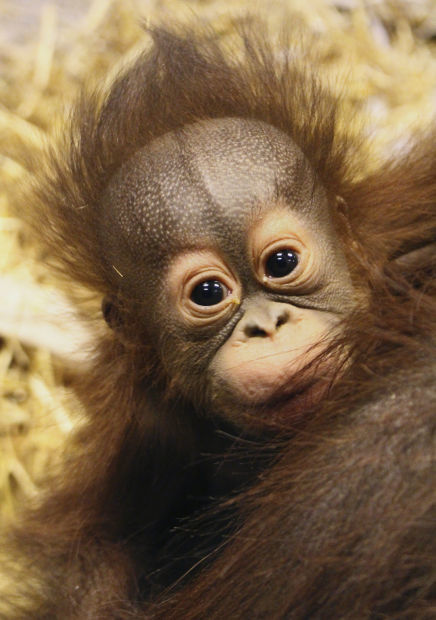 Baby orangutan